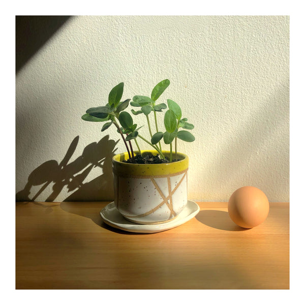 Planter (small)
