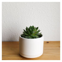 Succulent Pot with plant