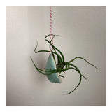 Air Plant Nest